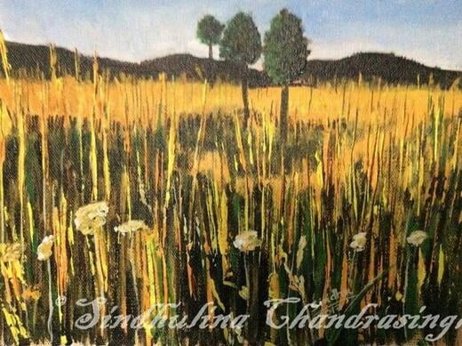 A sunlit field