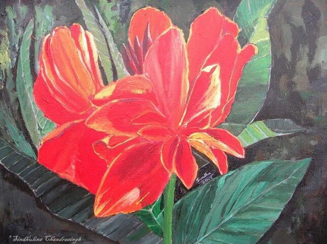 Canna in LalBagh Gradens